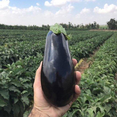 Semințe Vinete Aragon F1 – 1000 Sem. Hibrid Mare și Rezistent [2]