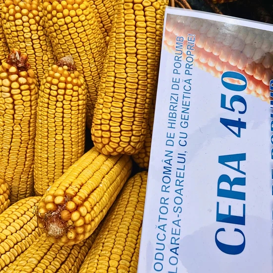 Sămânță de Porumb CERA 450 - FAO 450 - 50.000 b.g – Hibrid Performant cu Rezistență la Secetă și Randament Ridicat [2]