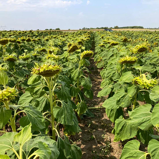 Sămânță Floarea-Soarelui DEMETRA - 60.000 boabe – Hibrid Performant pentru Fermieri  Sămânța de Floarea-Soarelui DEMETRA - 60.000 boabe este un hibrid de floarea-soarelui de înaltă performanță, perfect pentru fermierii care doresc recolte constante și de calitate. Acest hibrid este adaptabil și oferă randamente ridicate, având o rezistență excelentă la secetă și o maturare rapidă. DEMETA este ideal pentru zonele din România cu condiții de secetă sau soluri mai puțin fertile, dar și pentru fermele mari care caută o soluție eficientă și profitabilă.  Beneficii principale:  Randament ridicat: DEMETA oferă recolte excelente de floarea-soarelui, cu un potențial de producție de până la 3-3,5 tone/ha.  Rezistență la secetă: Un hibrid care se descurcă excelent în condiții de stres hidric, având un sistem radicular puternic.  Adaptabilitate: Poate fi cultivat pe o gamă largă de soluri, inclusiv soluri mai puțin fertile.  Rezistență la boli: Oferă protecție naturală împotriva celor mai comune boli ale floarei-soarelui, cum ar fi mană și rugină.  Pachet de 60.000 boabe: Cantitatea ideală pentru fermierii cu suprafețe mari, asigurând o semănătură eficientă și o producție optimă.  Sămânța de Floarea-Soarelui DEMETRA - 60.000 boabe este soluția perfectă pentru fermierii care vor performanță constantă, rezistență la secetă și recolte sigure. Disponibilă acum pe FitoSmart, aceasta îți garantează o cultură de floarea-soarelui sănătoasă și profitabilă! [3]