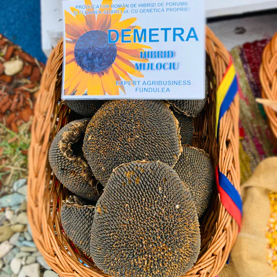 Sămânță Floarea-Soarelui DEMETRA - 60.000 boabe – Hibrid Performant pentru Fermieri  Sămânța de Floarea-Soarelui DEMETRA - 60.000 boabe este un hibrid de floarea-soarelui de înaltă performanță, perfect pentru fermierii care doresc recolte constante și de calitate. Acest hibrid este adaptabil și oferă randamente ridicate, având o rezistență excelentă la secetă și o maturare rapidă. DEMETA este ideal pentru zonele din România cu condiții de secetă sau soluri mai puțin fertile, dar și pentru fermele mari care caută o soluție eficientă și profitabilă.  Beneficii principale:  Randament ridicat: DEMETA oferă recolte excelente de floarea-soarelui, cu un potențial de producție de până la 3-3,5 tone/ha.  Rezistență la secetă: Un hibrid care se descurcă excelent în condiții de stres hidric, având un sistem radicular puternic.  Adaptabilitate: Poate fi cultivat pe o gamă largă de soluri, inclusiv soluri mai puțin fertile.  Rezistență la boli: Oferă protecție naturală împotriva celor mai comune boli ale floarei-soarelui, cum ar fi mană și rugină.  Pachet de 60.000 boabe: Cantitatea ideală pentru fermierii cu suprafețe mari, asigurând o semănătură eficientă și o producție optimă.  Sămânța de Floarea-Soarelui DEMETRA - 60.000 boabe este soluția perfectă pentru fermierii care vor performanță constantă, rezistență la secetă și recolte sigure. Disponibilă acum pe FitoSmart, aceasta îți garantează o cultură de floarea-soarelui sănătoasă și profitabilă! [2]