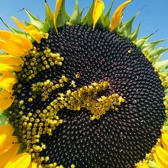 Sămânță Floarea-Soarelui GEEA - 60.000 boabe – Hibrid Performant cu Rezistență la Secetă și Randament Ridicat [4]