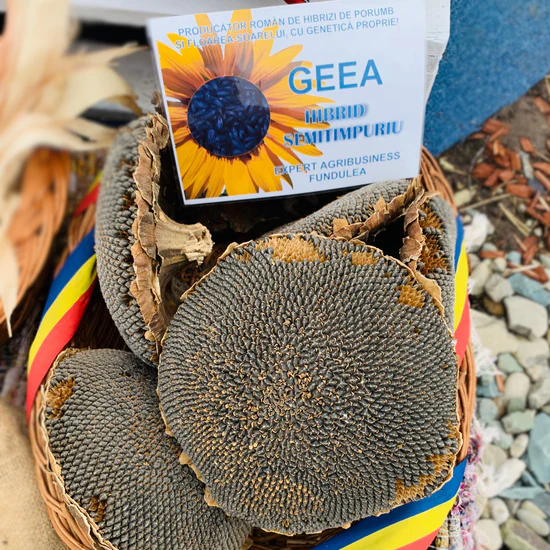Sămânță Floarea-Soarelui GEEA - 60.000 boabe – Hibrid Performant cu Rezistență la Secetă și Randament Ridicat [2]
