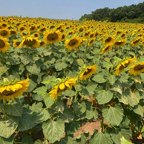 Sămânță Floarea-Soarelui GEEA - 60.000 boabe – Hibrid Performant cu Rezistență la Secetă și Randament Ridicat [3]