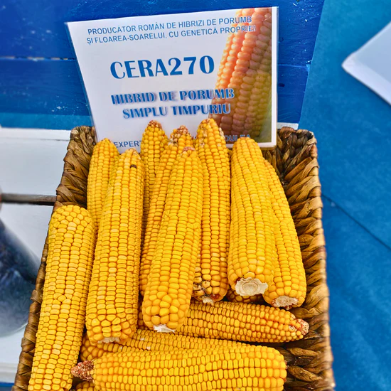 Sămânță Porumb CERA 270 - FAO 270 - 50.000 b.g – Hibrid Timpuriu cu Bob Sticlos și Randament Ridicat [2]