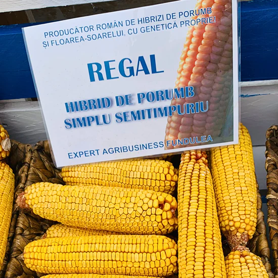 Sămânță de Porumb REGAL - FAO 340 - 50.000 b.g – Hibrid Performant cu Randament Ridicat și Rezistență la Secetă [3]