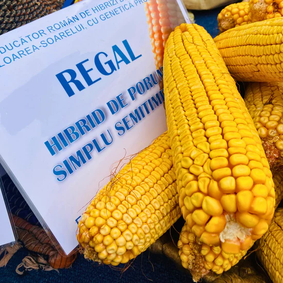 Sămânță de Porumb REGAL - FAO 340 - 50.000 b.g – Hibrid Performant cu Randament Ridicat și Rezistență la Secetă [2]