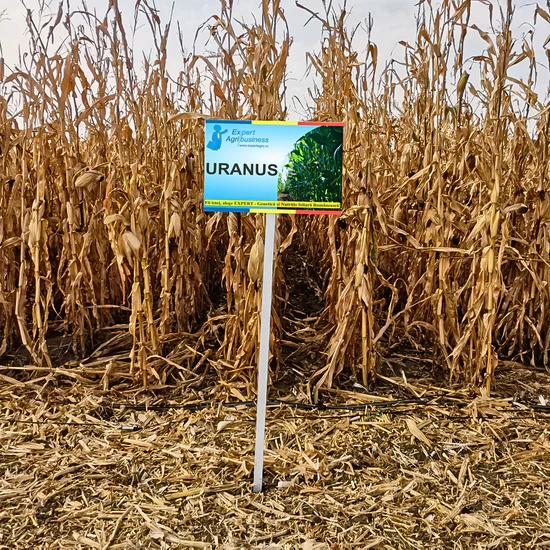 Sămânță de Porumb URANUS - FAO 300 - 50.000 b.g – Hibrid Performant cu Randament Ridicat și Rezistență la Secetă [2]