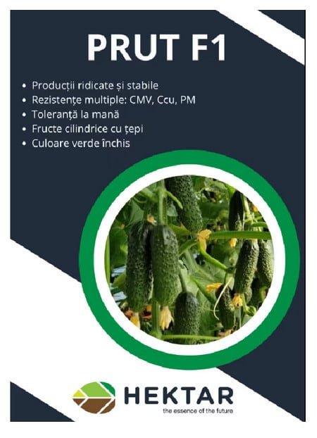Semințe Castraveți Cornișon Prut F1 Hektar – Plic 100 Semințe (Hibrid Partenocarpic) [2]