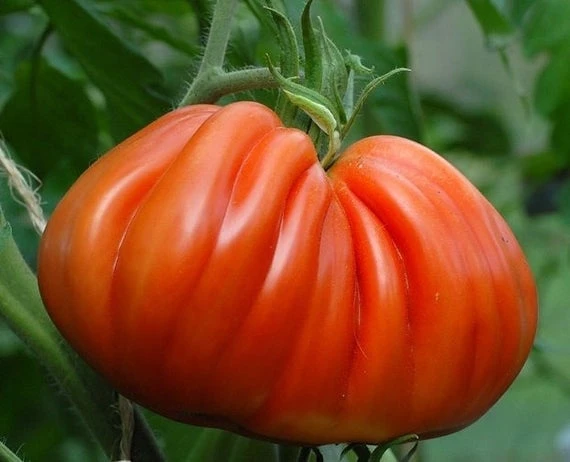 Semințe Tomate Inima de Albenga – Hibrid Mare și Dulce [2]