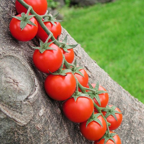 Semințe Tomate Cherry Shiren F1 – 100 Sem. Hibrid Dulce și Suculent [3]