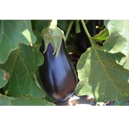 Semințe Vinete Aragon F1 – 1000 Sem. Hibrid Mare și Rezistent [2]