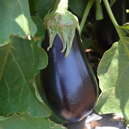 SEMINTE - Semințe Vinete Aragon F1 – 1000 Sem. Hibrid Mare și Rezistent