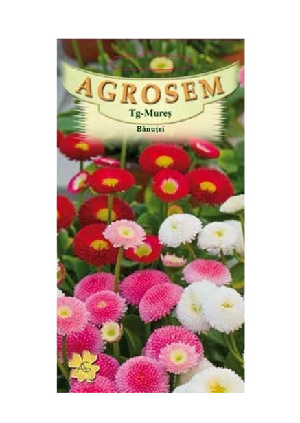 SEMINTE - Semințe de Flori Bănuței – Bellis perennis Colorat