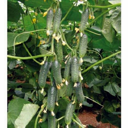 SEMINTE - Semințe Castraveți Capricorn F1 – Hibrid Partenocarpic Profesional