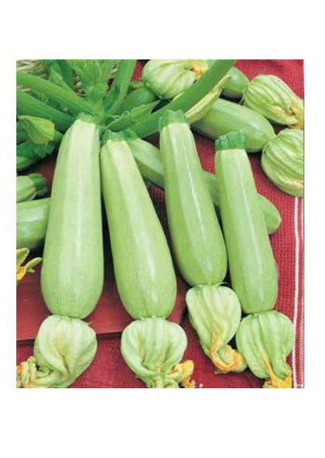 SEMINTE - Seminte Dovlecel White Bush – FitoSmart