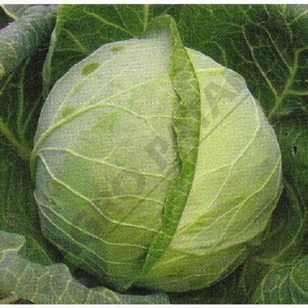 SEMINTE - Semințe Varză Landini F1 – Hibrid Timpuriu Hazera, Cap Compact și Frunze Groase