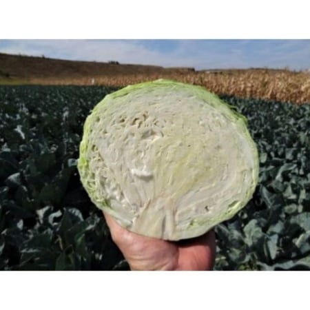 Semințe Varză Landini F1 – Hibrid Timpuriu Hazera, Cap Compact și Frunze Groase [1]