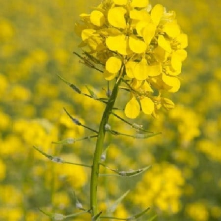 SEMINTE - Semințe de muștar alb 1 kg – cultură premergătoare și biofumigație | FitoSmart