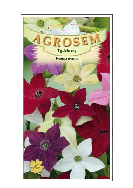 SEMINTE - Regina Nopţii – flori parfumate pentru grădină, balcon și terasă | FitoSmart