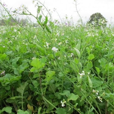 SEMINTE - Ridiche furajeră oleaginoasă 1 kg – semințe pentru furaj și îngrășământ verde | FitoSmart