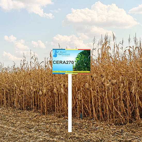 Sămânță Porumb CERA 270 - FAO 270 - 50.000 b.g – Hibrid Timpuriu cu Bob Sticlos și Randament Ridicat [2]