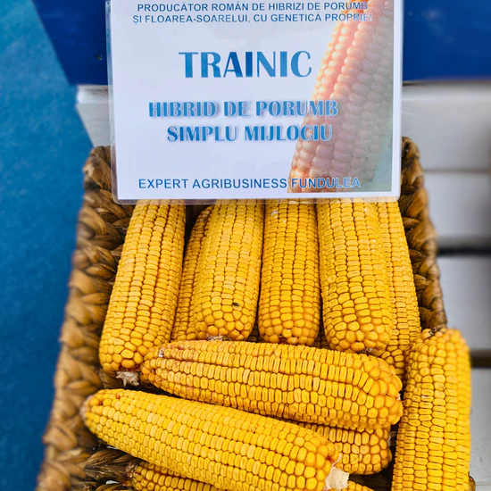 Sămânță Porumb TRAINIC - FAO 370 - 50.000 b.g – Hibrid Performant cu Randament Ridicat [1]