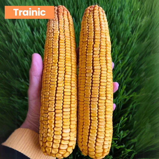 Sămânță Porumb TRAINIC - FAO 370 - 50.000 b.g – Hibrid Performant cu Randament Ridicat [2]