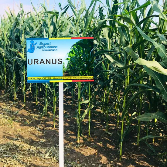 Sămânță de Porumb URANUS - FAO 300 - 50.000 b.g – Hibrid Performant cu Randament Ridicat și Rezistență la Secetă [2]