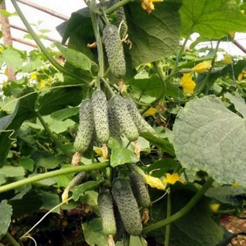 Semințe Castraveți Ekol F1 – Hibrid Partenocarpic Profesional, 500 Semințe [1]