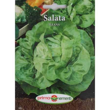 SEMINTE - Seminte de salata Ileana 1,4g Prima Sementi – FitoSmart