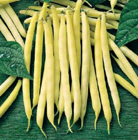 SEMINTE - Semințe Fasole Fideluță Galbenă Maxidor – 500 g | Păstăi Galbene Timpurii