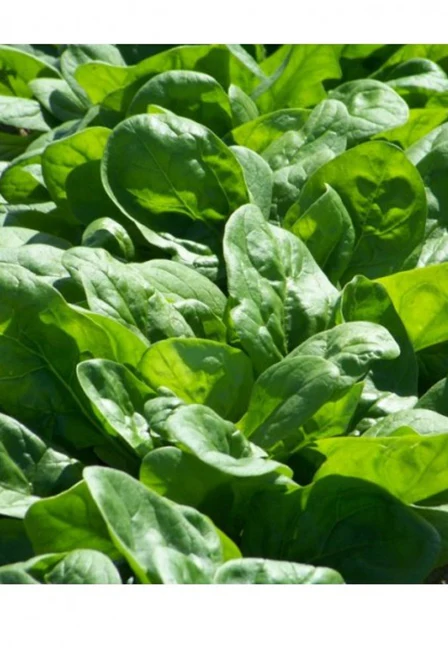 SEMINTE - Semințe Spanac Matador 10g – Varietate Timpurie pentru Grădină