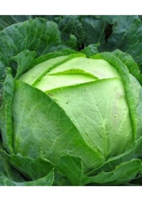 SEMINTE - Seminte Varza Buzau – FitoSmart