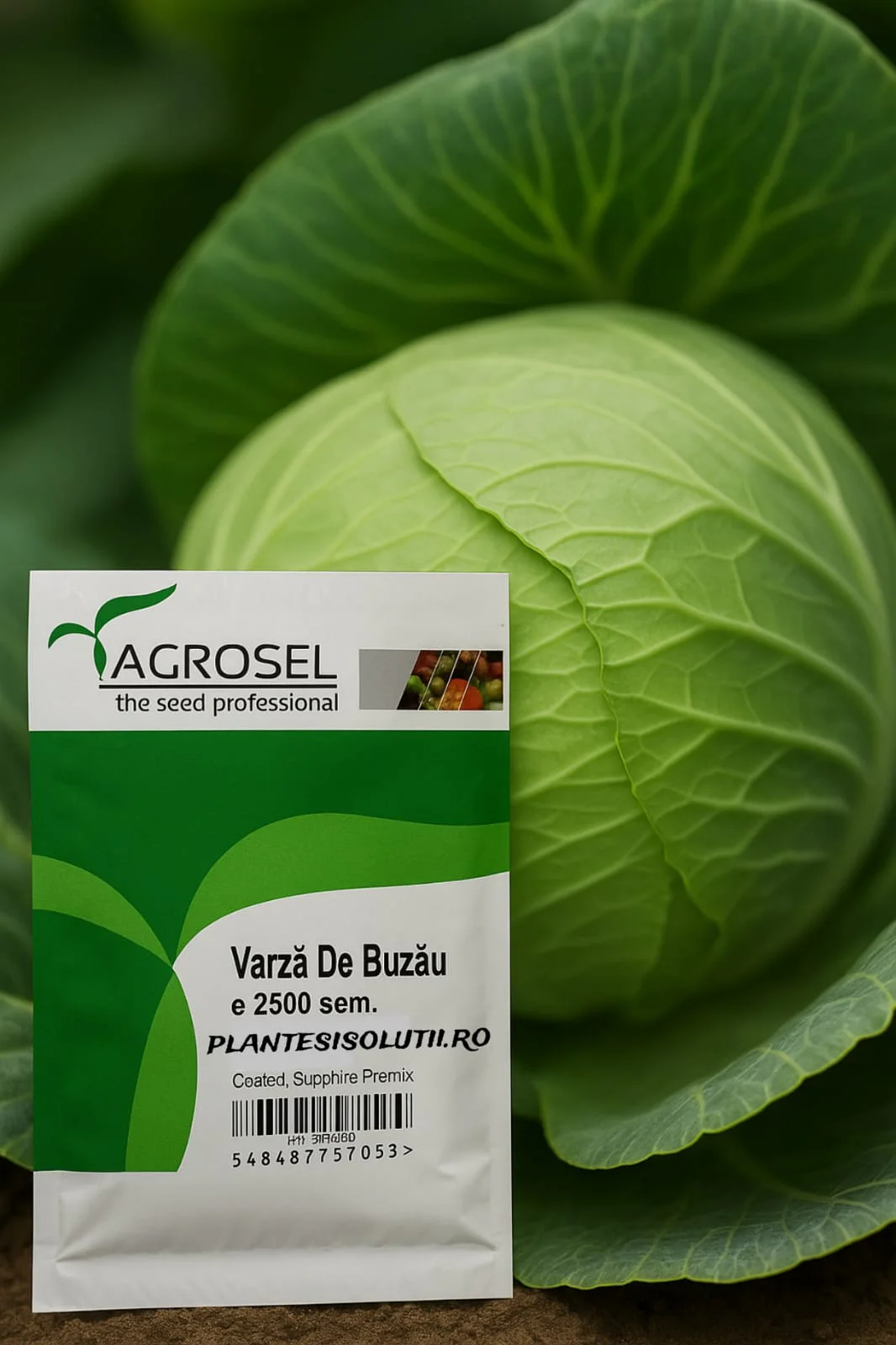 SEMINTE - Semințe Varză de Buzău – Soi Tradițional Românesc, Timpuriu și Productiv