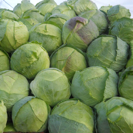 Semințe Varză de Buzău – Soi Tradițional Românesc, Timpuriu și Productiv [1]