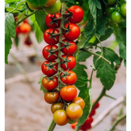 Semințe Tomate Cherry Shiren F1 – 100 Sem. Hibrid Dulce și Suculent [1]