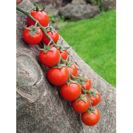 SEMINTE - Semințe Tomate Cherry Shiren F1 – 100 Sem. Hibrid Dulce și Suculent