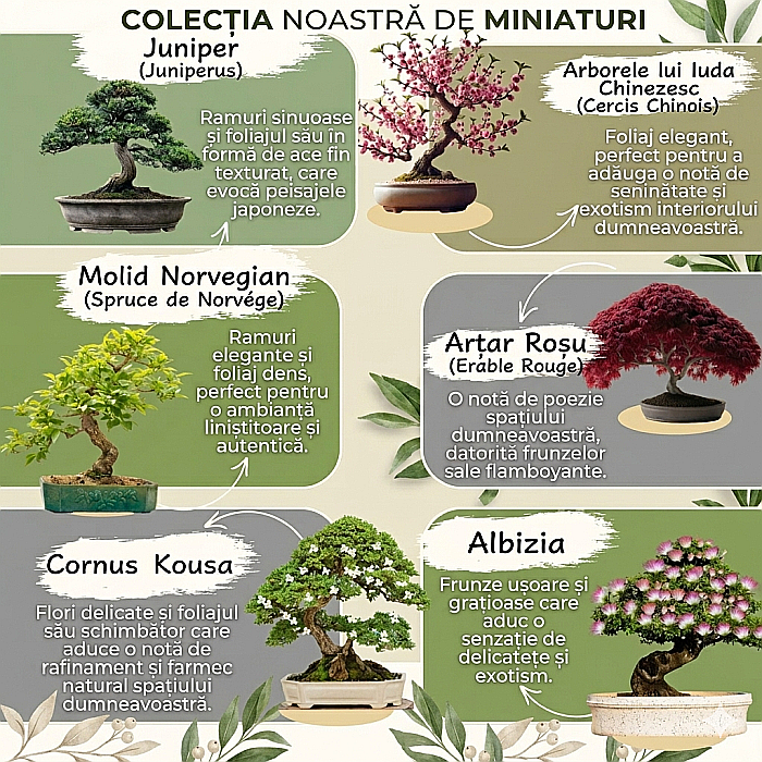 Kit de cultivare Zen Bonsai - 6 Varietăți de Arbori, cu Semințe, Ghivece și Accesorii [4]