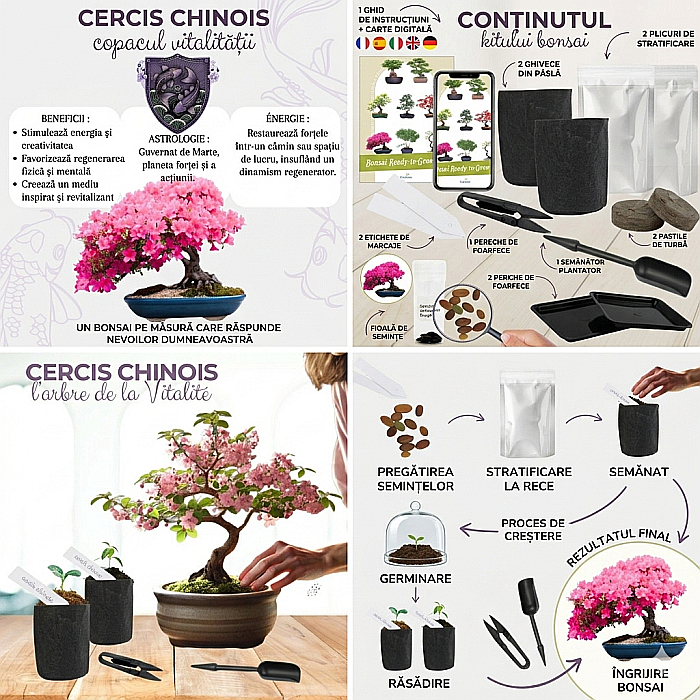 Kit Cultivare Bonsai Cercis Chinensis – Arborele Vitalității [2]