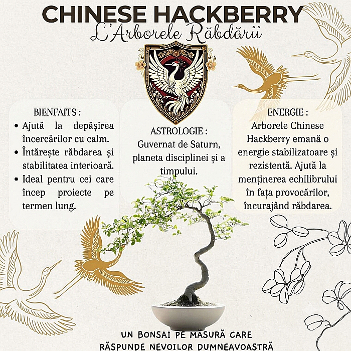 Kit Cultivare Bonsai Chinese Hackberry Celtis cu Semințe și Accesorii [3]
