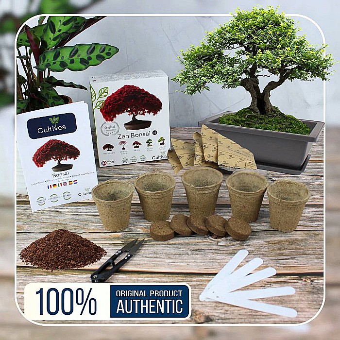Kit de cultivare Zen Bonsai - 6 Varietăți de Arbori, cu Semințe, Ghivece și Accesorii [3]