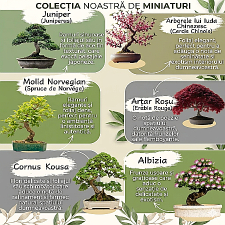 Kit de cultivare Zen Bonsai - 6 Varietăți de Arbori, cu Semințe, Ghivece și Accesorii [3]