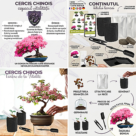 Kit Cultivare Bonsai Cercis Chinensis – Arborele Vitalității [1]