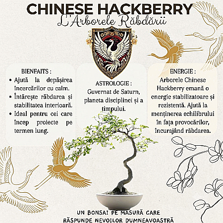 Kit Cultivare Bonsai Chinese Hackberry Celtis cu Semințe și Accesorii [2]