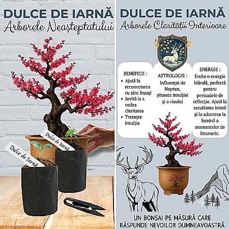 Kit Cultivare Bonsai Winter Sweet cu Semințe și Accesorii [1]