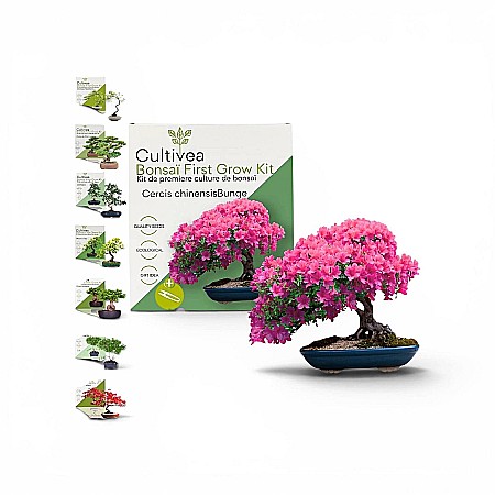 Cadouri - Kit Cultivare Bonsai Cercis Chinensis – Arborele Vitalității
