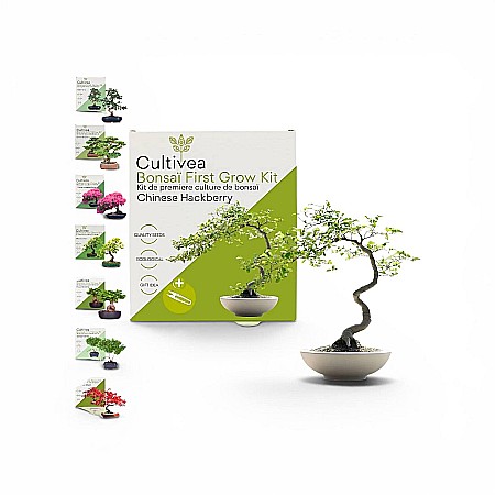 Cadouri - Kit Cultivare Bonsai Chinese Hackberry Celtis cu Semințe și Accesorii