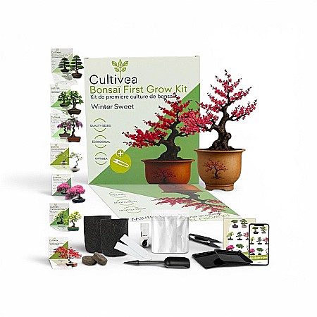 Cadouri - Kit Cultivare Bonsai Winter Sweet cu Semințe și Accesorii