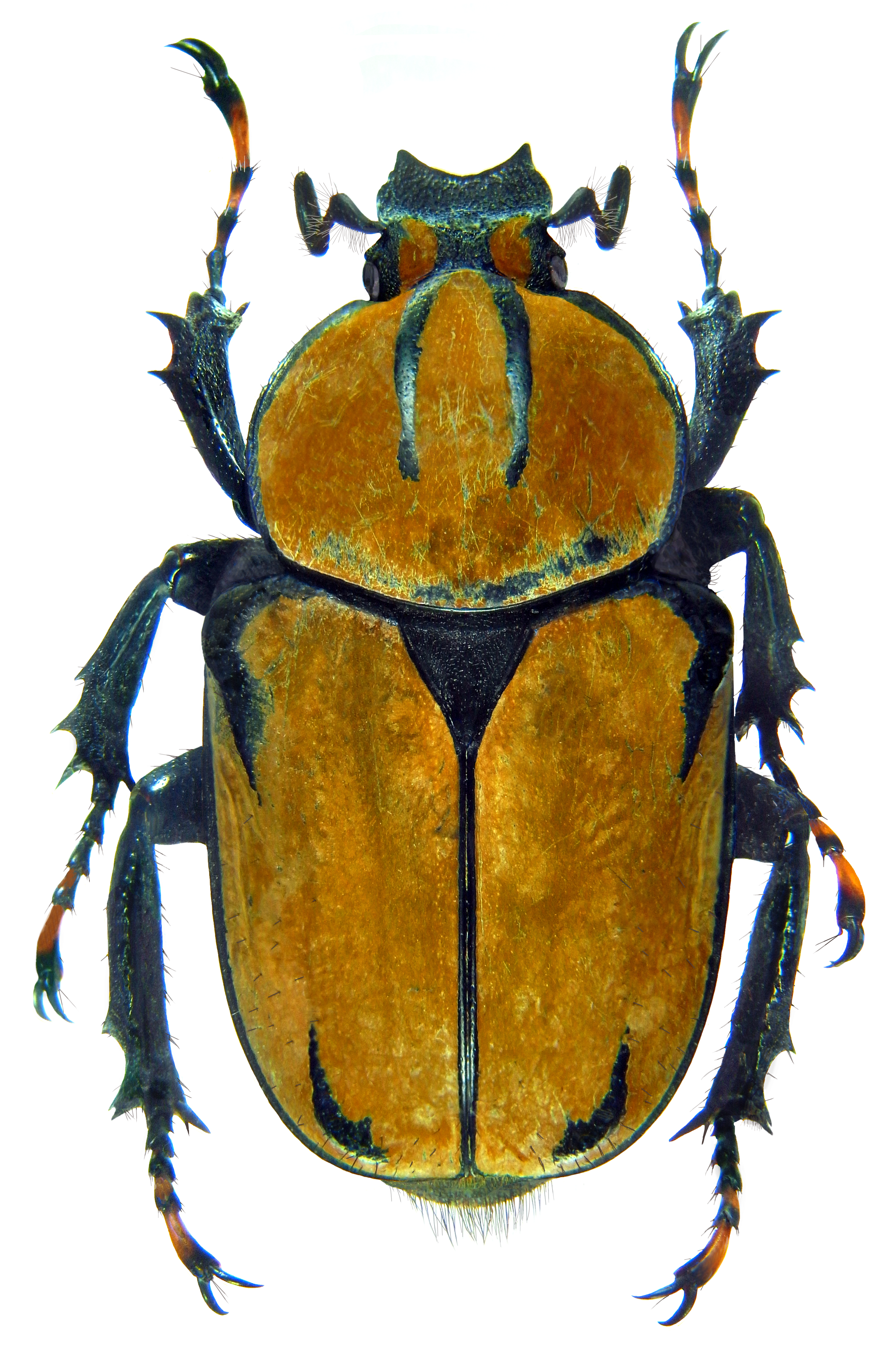 dicronocephalus wallichii