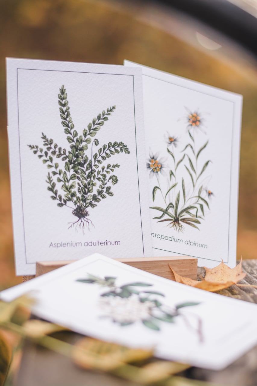 Cartolină Achillea [2]